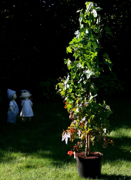 Amberbaum - Liquidambar styraciflua 100-125 cm, im 7,5-Liter Container