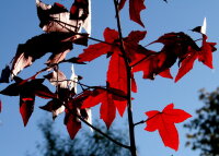 Amberbaum - Liquidambar styraciflua 100-125 cm, im 7,5-Liter Container