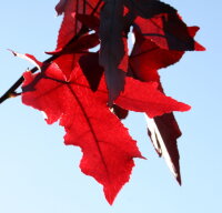 Amberbaum - Liquidambar styraciflua 100-125 cm, im 7,5-Liter Container