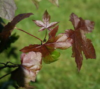 Amberbaum - Liquidambar styraciflua 100-125 cm, im 7,5-Liter Container