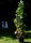 Amberbaum - Liquidambar styraciflua 100-125 cm, im 7,5-Liter Container