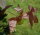 Amberbaum - Liquidambar styraciflua 100-125 cm, im 7,5-Liter Container