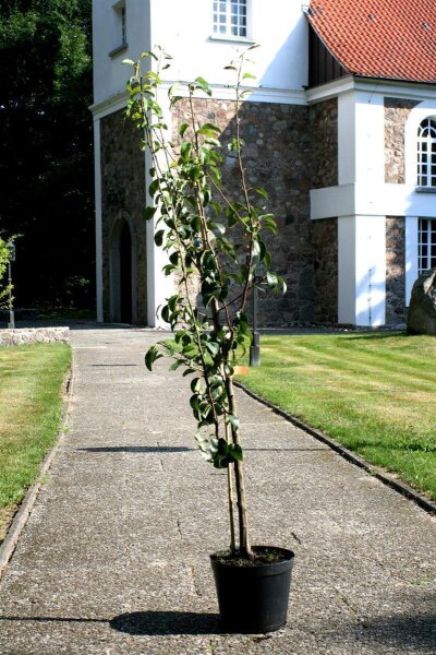 Birne Gellerts Butterbirne - Pyrus com. Gellerts Butterbirne  Halbstamm, ca. 170 cm, im 10 Liter Container