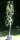 Birne Gute Graue - Pyrus com. Gute Graue Halbstamm, ca. 170 cm, wurzelnackt