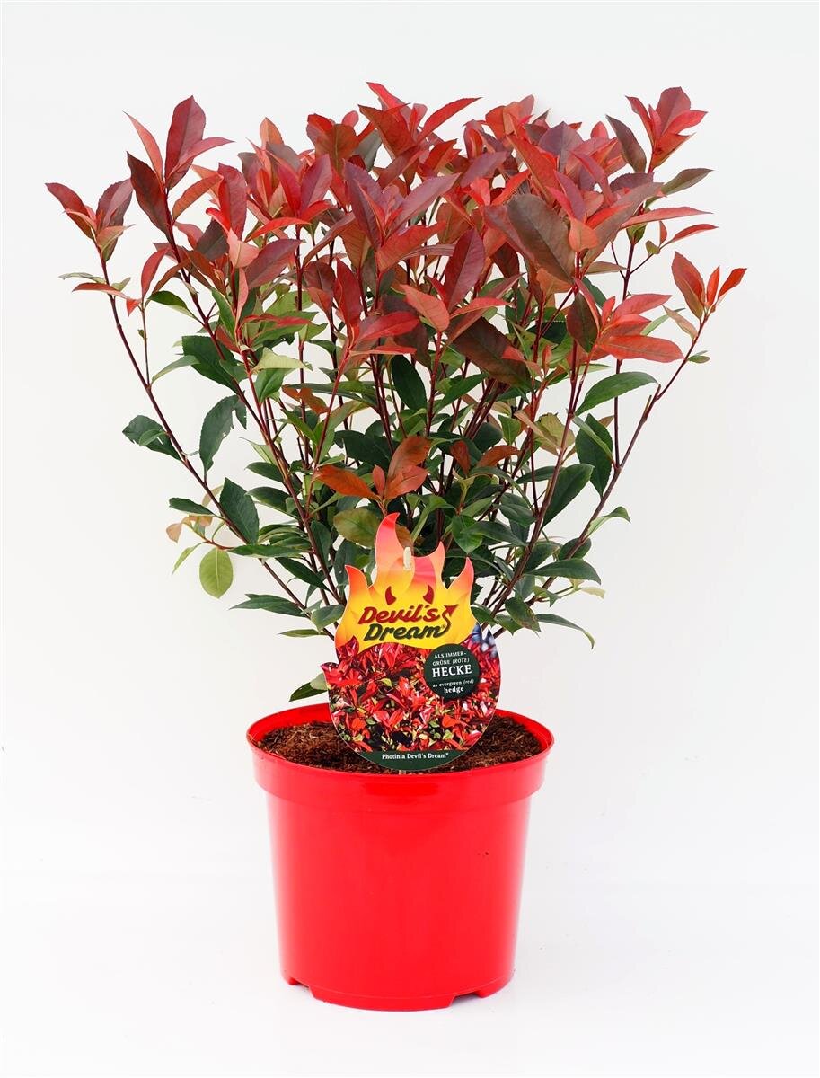 Rotlaubige Glanzmispel - Photinia fraseri 'Devils Dream', 27,00
