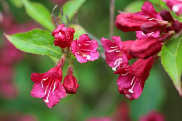 Weigelie Bristol Ruby - Weigela 40-60 cm, Strauch im 5 Liter Container