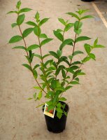 Weigelie Bristol Ruby - Weigela 40-60 cm, Strauch im 5 Liter Container