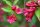 Weigelie Bristol Ruby - Weigela 40-60 cm, Strauch im 5 Liter Container