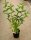 Weigelie Bristol Ruby - Weigela 40-60 cm, Strauch im 5 Liter Container