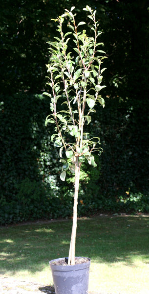 Birne Gute Luise - Pyrus com. Gute Luise  Halbstamm, ca. 170 cm, im 10 Liter Container