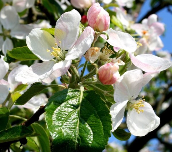 Apfelbaum Ontario - Malus domestica Ontario  Buschbaum, ca. 150 cm, im 10 Liter Container