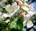 Apfelbaum Ontario - Malus domestica Ontario  Halbstamm, ca. 170 cm, im 10 Liter Container