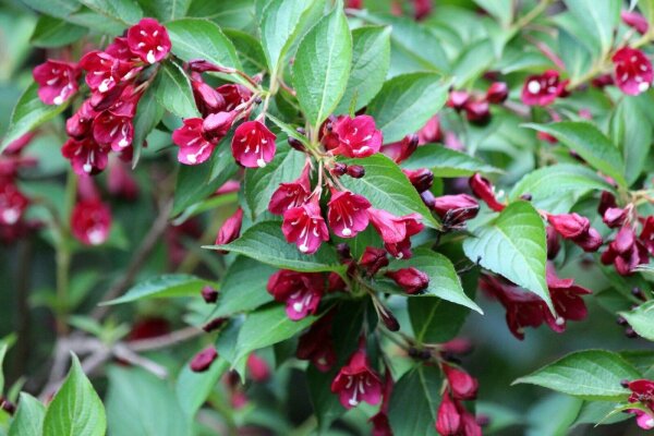 Weigelie - Weigela Eva Rathke 60-100 cm, Strauch im 5-Liter Container