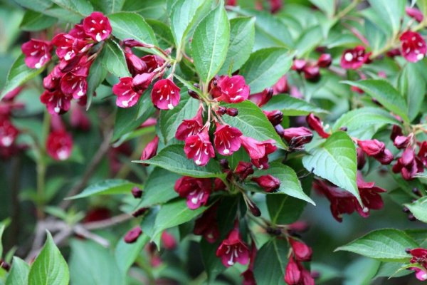 Weigelie - Weigela Eva Rathke 60-100 cm, Strauch im 5-Liter Container
