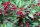 Weigelie - Weigela Eva Rathke 60-100 cm, Strauch im 5-Liter Container