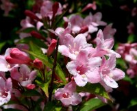 Liebliche Weigelie - Weigela florida