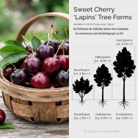 Süßkirsche Lapins - Prunus avium Lapins