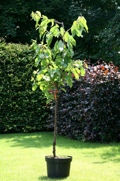 Süßkirsche Lapins - Prunus avium Lapins  Buschbaum, ca. 150 cm, im 10-Liter Container