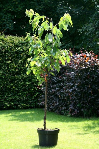 Süßkirsche Lapins - Prunus avium Lapins  Buschbaum, ca. 150 cm, im 10 Liter Container