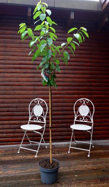 Süßkirsche Lapins - Prunus avium Lapins  Halbstamm, ca. 170 cm, im 10-Liter Container