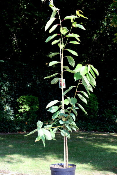 Süßkirsche Sunburst -Prunus avium Sunburst Buschbaum, ca. 150 cm, wurzelnackt