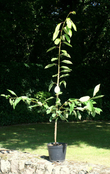 Süßkirsche Hedelfinger Riesenkirsche - Prunus avium Hedelfinger Riesenkirsche  Hochstamm, Stammumfang 10-12 cm, 3x verpflanzt, mit Drahtballen