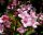 Liebliche Weigelie - Weigela florida 60-100 cm, 2x verpflanzter Strauch, ab 4 Triebe, wurzelnackt