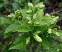 Gelbblühende-Weigelie - Weigela middendorffiana