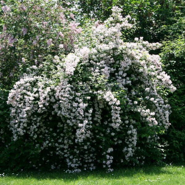 Weigela Snowflake - Weigelie 60-80 cm, Strauch im 5-Liter Container