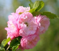 Mandelbäumchen - Strauch - Prunus triloba