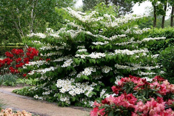 Japanischer Etagen-Schneeball - Viburnum plicatum Mariesii 60-80 cm, Strauch im Container