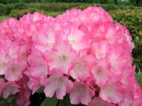 Rhododendron yakushimanum Fantastica - Inkahro