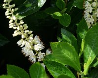 Silberkerzenstrauch - Scheineller - Zimterle - Clethra alnifolia 