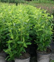 Silberkerzenstrauch - Scheineller - Zimterle - Clethra...
