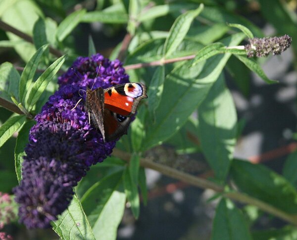 Schmetterlingsstrauch - Sommerflieder Black Knight - Buddleja davidii Black Knight 60-100 cm, Strauch im 3 Liter Container