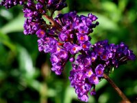 Schmetterlingsstrauch - Sommerflieder Black Knight - Buddleja davidii Black Knight 60-100 cm, Strauch im 3 Liter Container