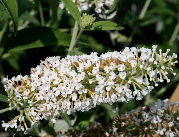 Schmetterlingsstrauch - Sommerflieder White Profusion  Buddleja davidii White Profusion