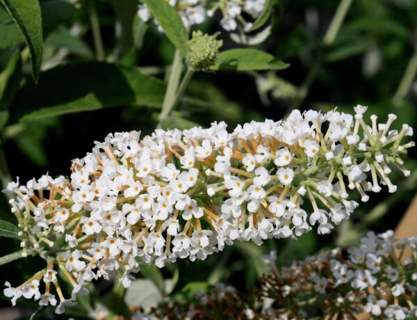 Schmetterlingsstrauch - Sommerflieder White Profusion  Buddleja davidii White Profusion 60-80 cm, Strauch im 3 Liter Container
