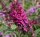 Schmetterlingsstrauch - Sommerflieder - Buddleja davidii Purple Prince - Schmetterlingsstrauch - Sommerflieder