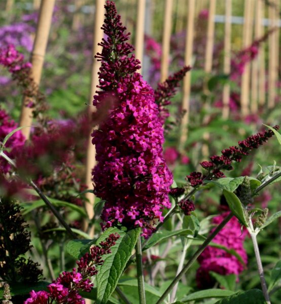 Schmetterlingsstrauch - Sommerflieder - Buddleja davidii Purple Prince - Schmetterlingsstrauch - Sommerflieder 60-80 cm, Strauch im 3 Liter Container