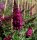 Schmetterlingsstrauch - Sommerflieder - Buddleja davidii Purple Prince - Schmetterlingsstrauch - Sommerflieder 60-80 cm, Strauch im 3 Liter Container