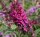 Schmetterlingsstrauch - Sommerflieder - Buddleja davidii Purple Prince - Schmetterlingsstrauch - Sommerflieder 60-80 cm, Strauch im 3 Liter Container