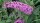 Schmetterlingsstrauch - Sommerflieder Pink Delight - Buddleja davidii Pink Delight 60-80 cm, Strauch im 3 Liter Container