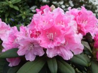 Rhododendron yakushimanum Bad Sassendorf ® - INKARHO