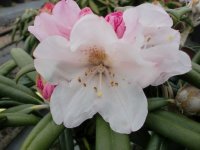 Rhododendron yakushimanum Makiyak ® - INKARHO