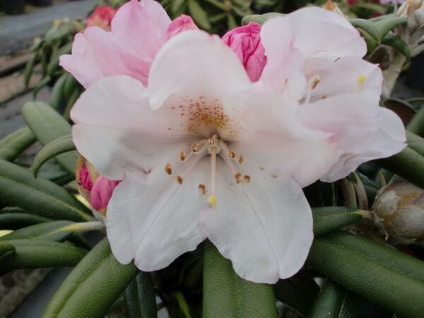 Rhododendron yakushimanum Makiyak ® - INKARHO 30-40 cm, Strauch im Container