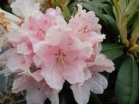 Rhododendron yakushimanum Colibri ® - INKARHO