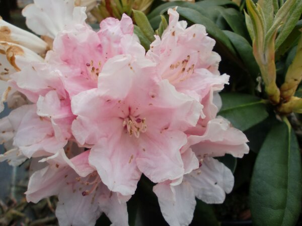 Rhododendron yakushimanum Colibri ® - INKARHO 25-30 cm, Strauch im Container