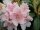 Rhododendron yakushimanum Colibri ® - INKARHO 25-30 cm, Strauch im Container