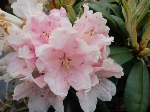 Rhododendron yakushimanum Colibri ® - INKARHO 30-40 cm, Strauch im Container